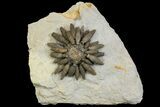 Jurassic Club Urchin (Caenocidaris) - Boulmane, Morocco #139008-1